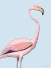 Flamingo Art Print