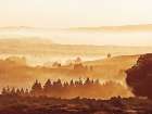 Sunset Over Forest Art Print