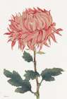 Pink Floral 4 Art Print by Stellar Design Studio