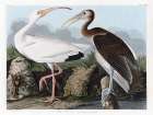 White Ibis Art Print by Stellar Design Studio