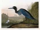 Blue Crane Art Print by Stellar Design Studio
