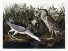 Audubon Night Heron Art Print by Stellar Design Studio