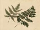 Antique Ferns 1 Art Print by Stellar Design Studio