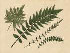 Antique Ferns 2 Art Print by Stellar Design Studio