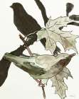 Layered Bird Composition 1 Art Print by Stellar Design Studio