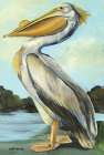 The Grand Pelican Art Print by Stellar Design Studio