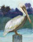 Pelican on Stoop Art Print