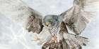 Spread of Feathers Art Print