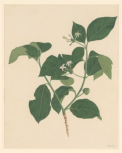 Botanical Greenery Art Print
