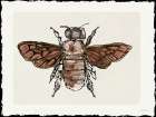 Bee Sketch 1 Art Print by Stellar Design Studio