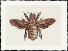 Bee Sketch 2 Art Print by Stellar Design Studio