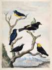 Six South American Birds Art Print