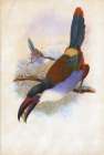 Black Billed Mountain Toucan Art Print