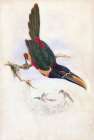 Central American Aracari Art Print