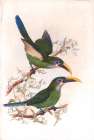 Yellow Billed Toucanets Art Print