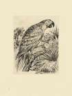 Parrot Illustration Art Print by Stellar Design Studio