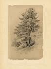 This Old Tree Art Print
