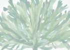 Soothing Seagrass 1 Art Print