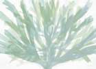 Soothing Seagrass 2 Art Print