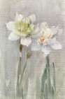 White Narcissi Art Print