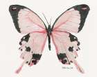 Butterfly 1 Art Print by Stellar Design Studio