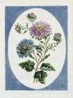 Double China Aster Art Print by Stellar Design Studio