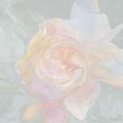 Rose Bouquet 2 Art Print by Stellar Design Studio