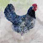 Rooster 1 Art Print by Stellar Design Studio