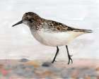 Sandpiper 2 Art Print by Stellar Design Studio