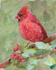 Cardinal 2 Art Print by Stellar Design Studio
