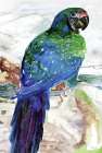 Blue Parrot on Branch 1 Art Print by Stellar Design Studio