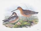Goulds Coastal Bird VIII Art Print