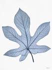 Indigo Nature Study III Art Print by Stellar Design Studio