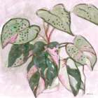 Pokadot Plant Art Print by Stellar Design Studio