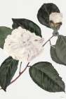 White Botanical I Art Print by Stellar Design Studio