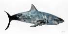 Apex Predator Art Print by Stellar Design Studio