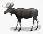Grand Moose Art Print by Stellar Design Studio
