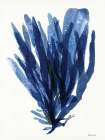 Transparent Indigo Sea Grass II Art Print