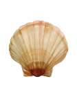 Neutral Shell Collection 2 Art Print