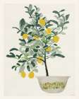 Lemon Tree II Art Print by Stellar Design Studio