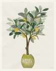 Lemon Tree III Art Print by Stellar Design Studio