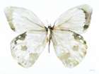 Neutral Butterfly II Art Print by Stellar Design Studio