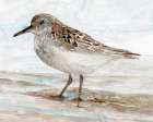 Sanibel Piper 1 Art Print