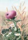 Meadow Flowers 1 Art Print