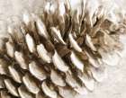 Snowy Pinecone Art Print by Stellar Design Studio