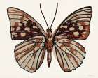 Papillon 1 Art Print by Stellar Design Studio