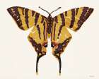 Papillon 2 Art Print by Stellar Design Studio