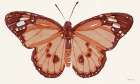 Papillon 3 Art Print by Stellar Design Studio