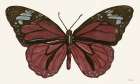Papillon 4 Art Print by Stellar Design Studio