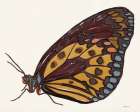 Papillon 5 Art Print by Stellar Design Studio